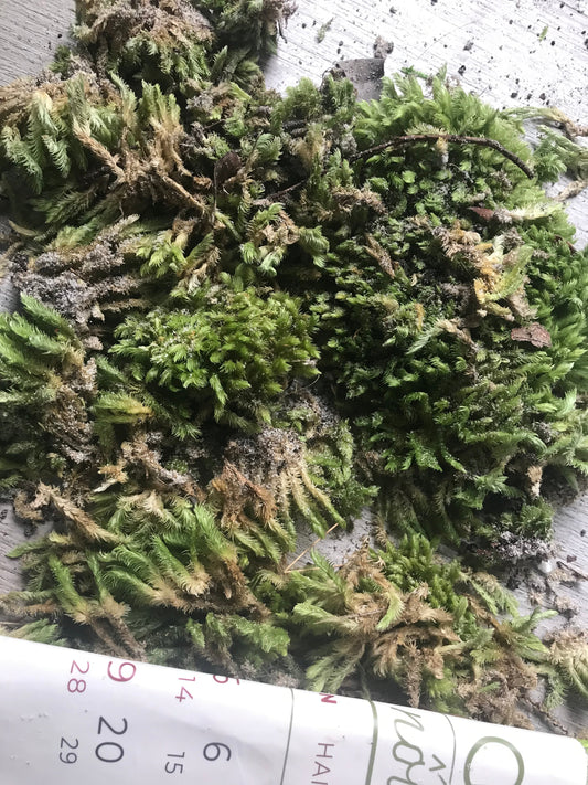 Loose moss debris fallen from a poorly preserved moss art piece