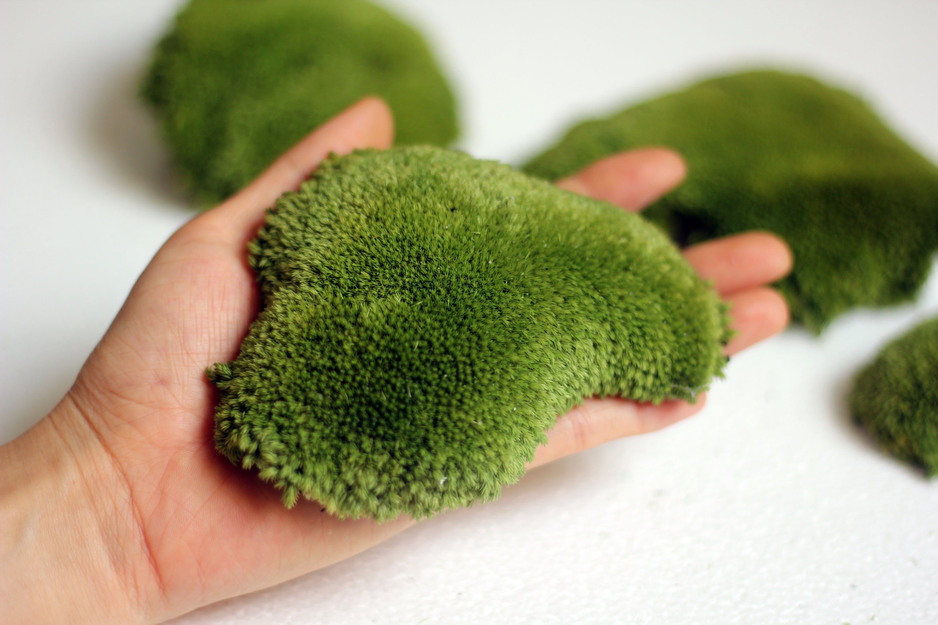 Nôi Studio - Preserved moss art - – Noi Studio